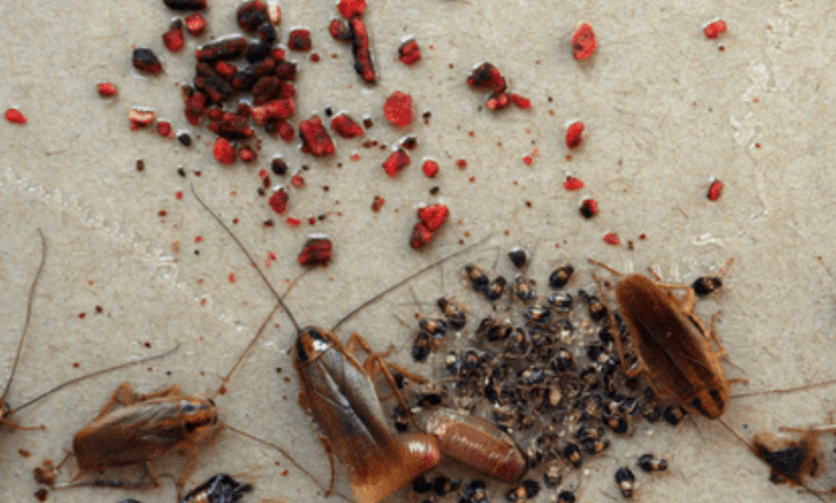 hamamböceği yumurtası nasıl olur