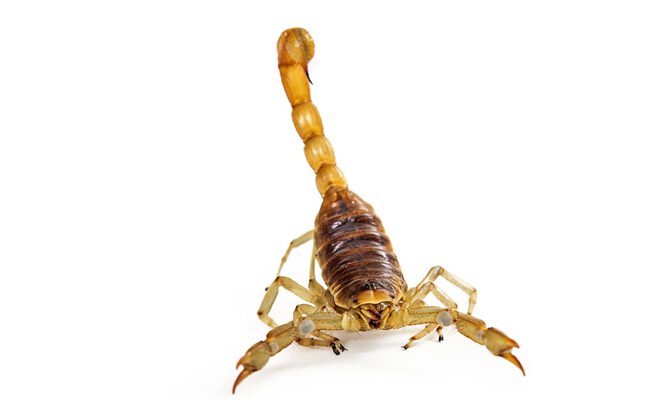 bursa akrep ilaçlama