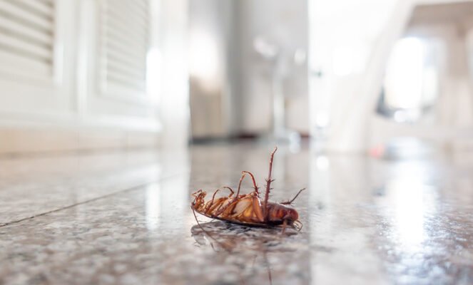 bursa hamamböceği ilaçlama