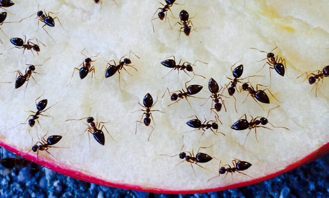 bursa karınca ilaçlama