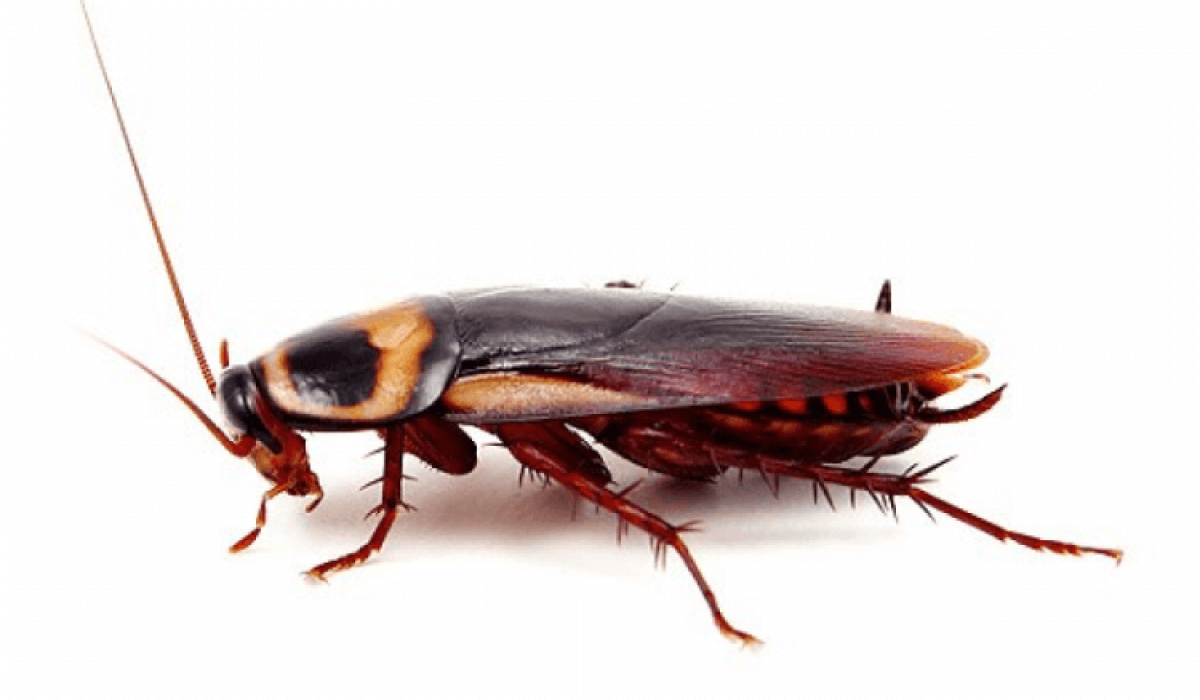 Kalorifer böceği bursa