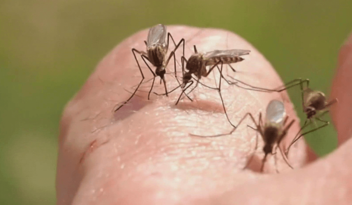 sivrisinekler hakkında bilinmeyenler