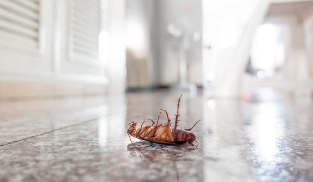 bursa hamamböceği ilaçlama