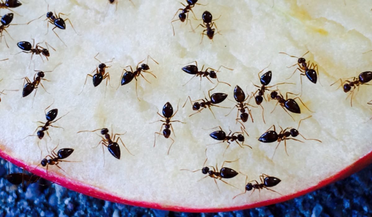 bursa karınca ilaçlama